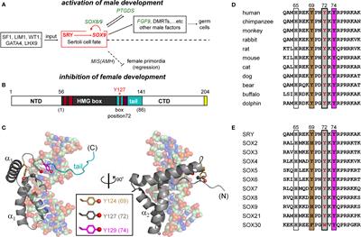 Tenuous Transcriptional Threshold of Human Sex Determination. I. SRY and Swyer Syndrome at the Edge of Ambiguity